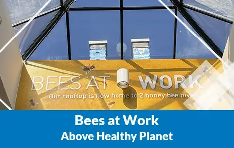 Bees at Work thumbnail