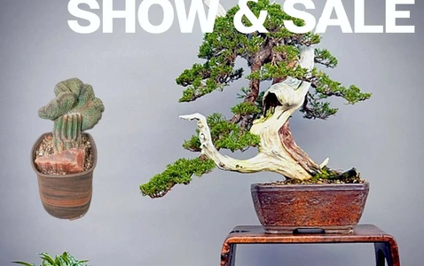 Santa Cruz Bonsai Kai and Monterey Bay Area Cactus & Succulent Society Show and Sale thumbnail