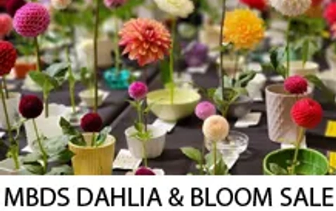 MBDS: DAHLIA & BLOOM SALE