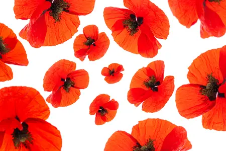 The Royal Canadian Legion Poppy Sales thumbnail
