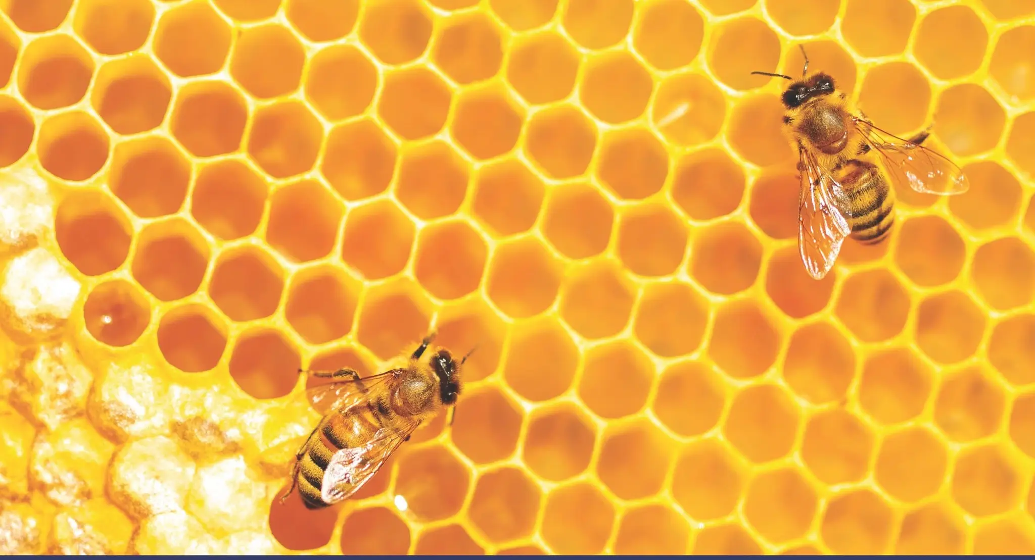 Hive To Honey Workshop
