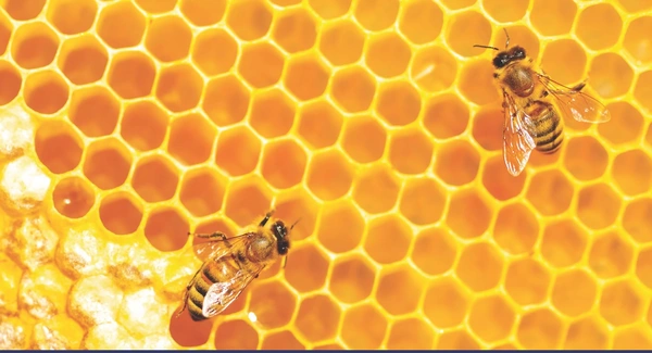 Hive To Honey Workshop