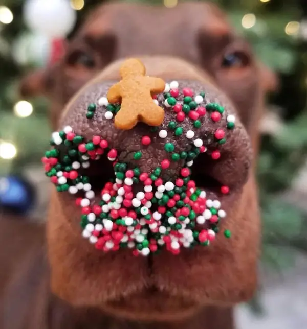 Santa Pet Photos