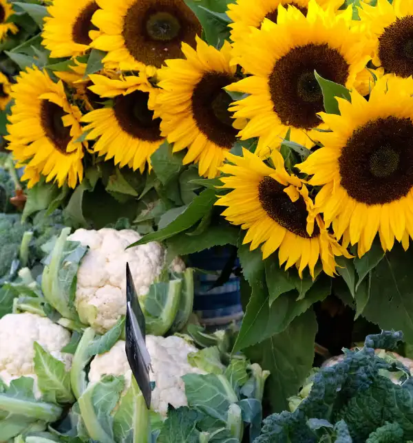 Fresh Market at Wiregrass