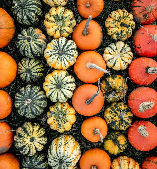Fresh Market at Wiregrass - NEW FALL HOURS