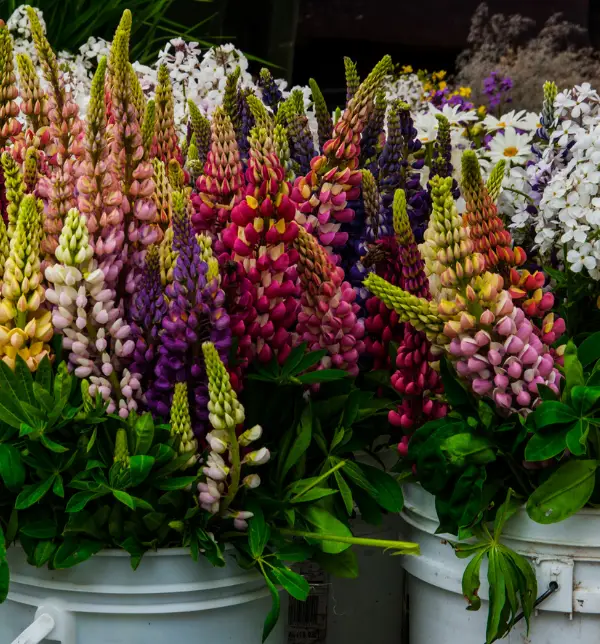 Fresh Market at Wiregrass