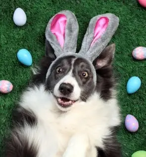 Easter Bunny Pet Photos