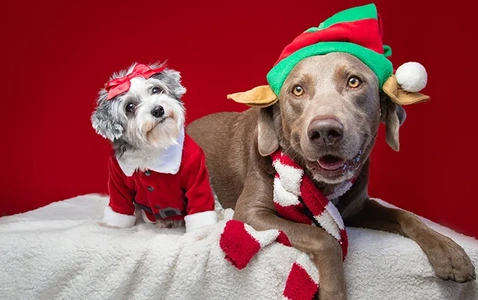 Holiday Paws Portraits