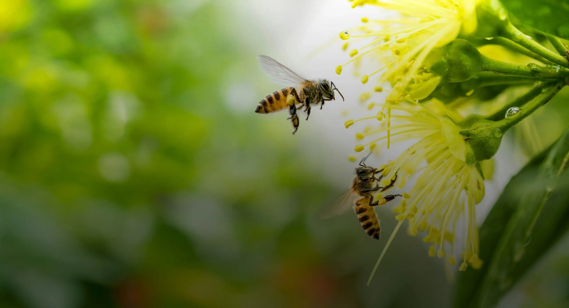 The Place to Bee 