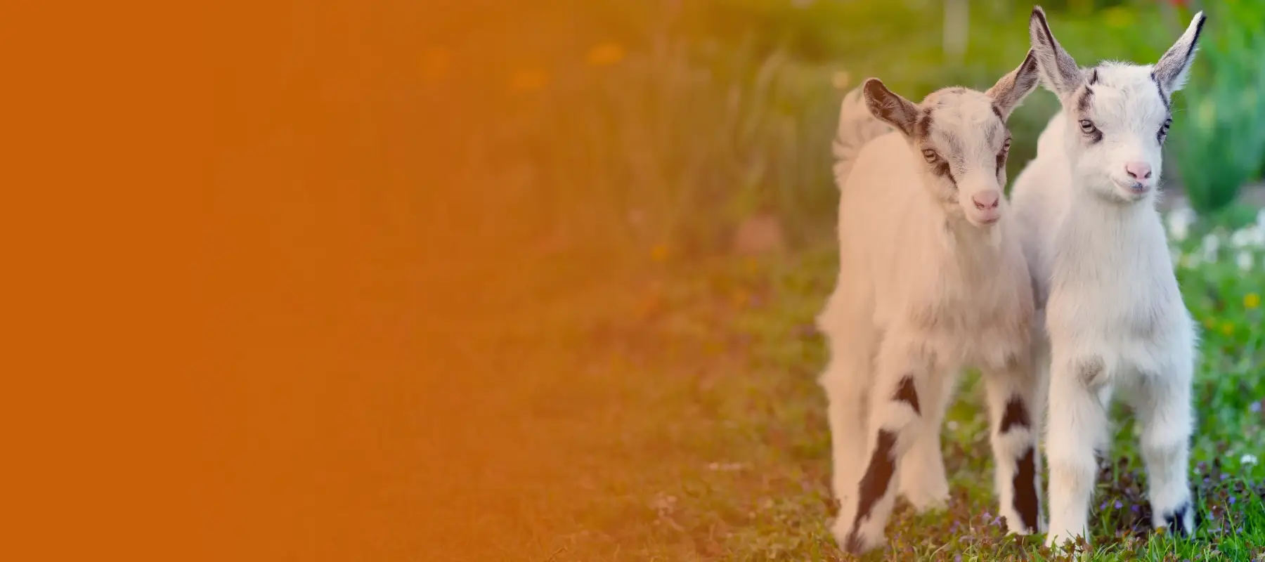 Mission Valley ::: Directory