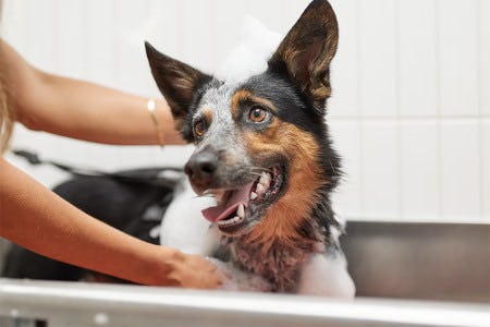 $20 Self-Serve Dog Wash
