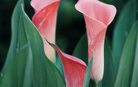 The Early Signs of Spring We’re Loving Right Now thumbnail