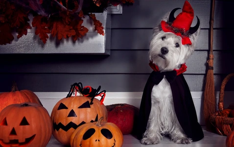 Paws & Claws Spooktacular Costume Party thumbnail