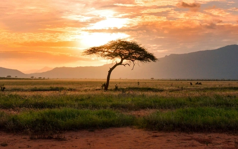 Smaken av Sør-Afrika thumbnail