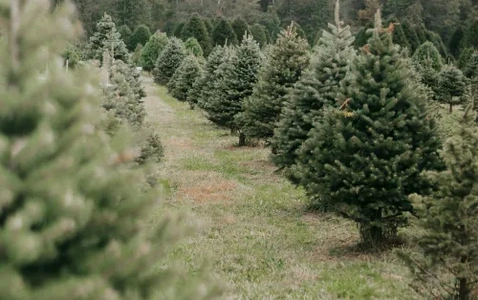 Bowen Christmas Tree Farm at Eastridge Mall thumbnail