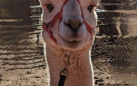 Story Time with the Alpacas thumbnail