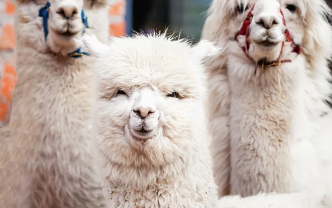 Story Time with the Alpacas thumbnail