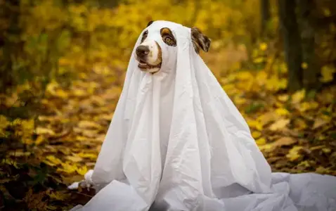 Howl-Ween Dog Pawrade & Costume Contest thumbnail