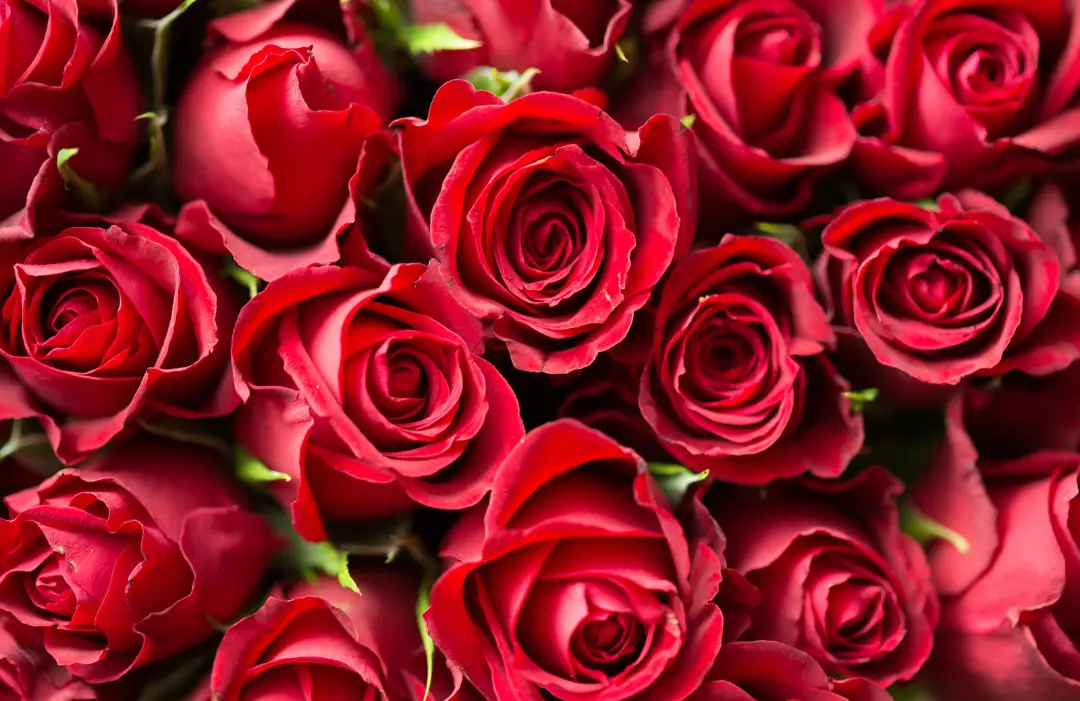 Honolulu Rose Society Showcase