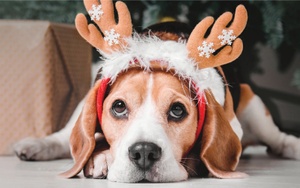 Pet Photos with Santa