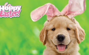 Pet Photos with the Easter Bunny