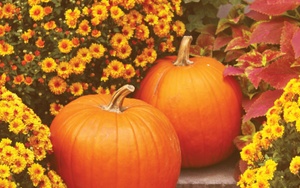 The 'Original' Erie County Fall Craft & Vendor Show