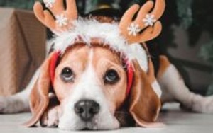 Pet Photos with Santa