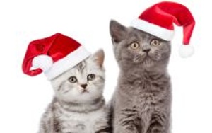 Pet Photos with Santa