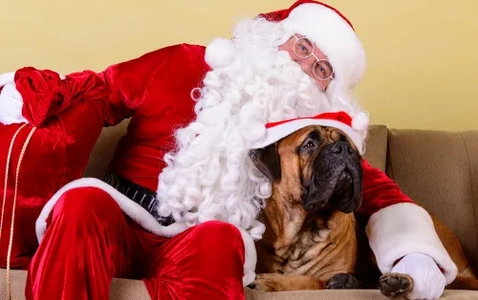 Pet Photos with Santa thumbnail