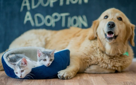 WCSPCA Adoption Days