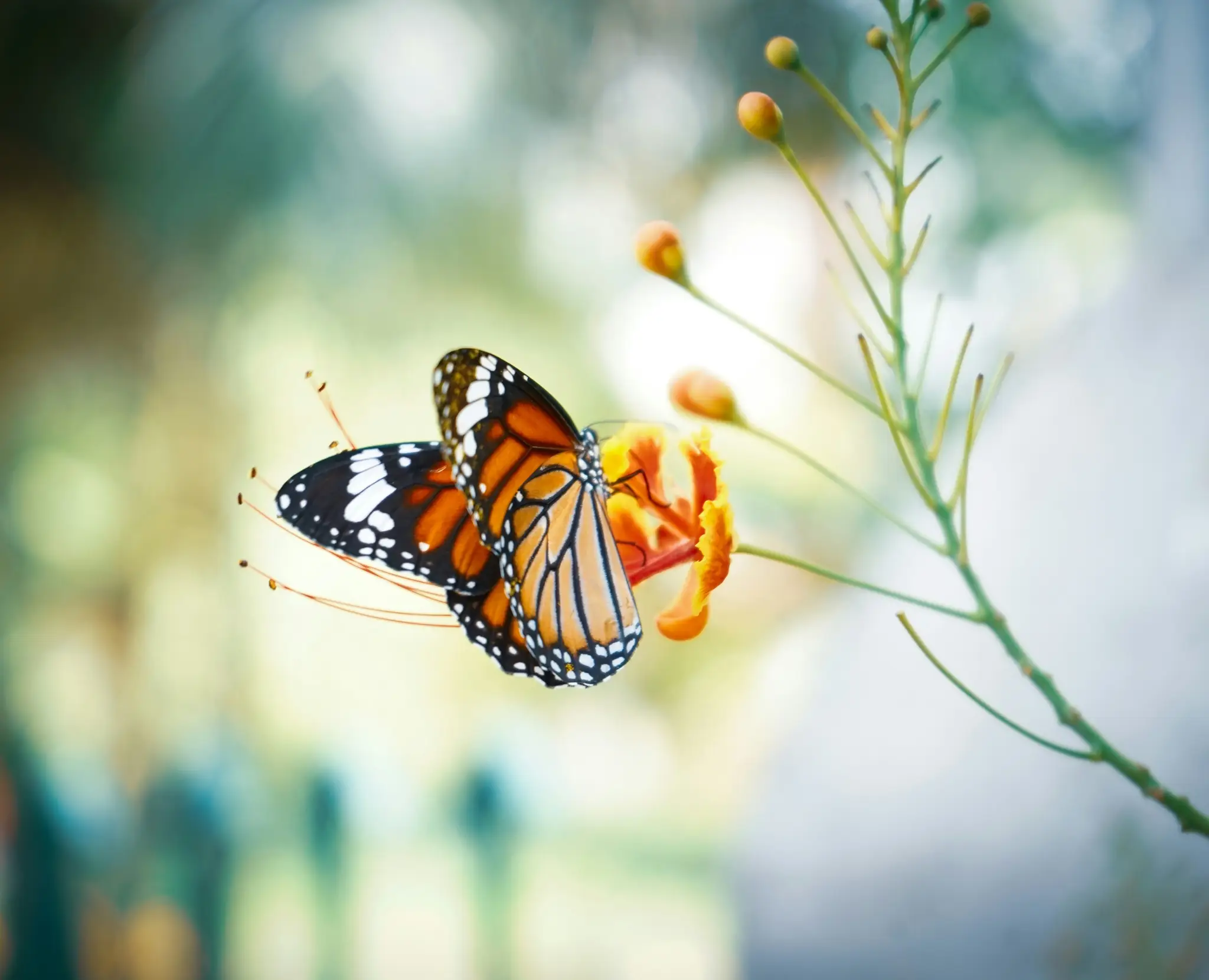 Earth Day Celebration 