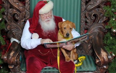 Pet Night with Santa thumbnail