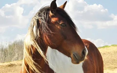 4H - Hippology Showcase thumbnail