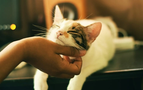 Animal Rescue Foundation - Pet Adoption & Fundraising Event