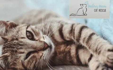 HARLOW’S HAVEN CAT RESCUE thumbnail
