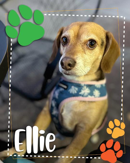 Does Your Pup Have Star Power winner Ellie the Beagle.